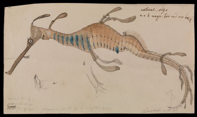 Weedy Seadragon, Phyllopteryx foliatus by Ludwig Becker